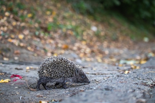 球员的心理 球员的心理